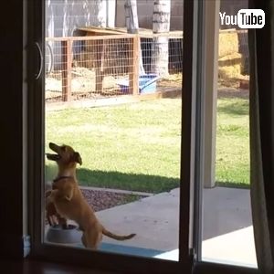 ドアを開けちゃうワンちゃん