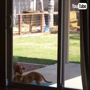 ドアを開けちゃうワンちゃん