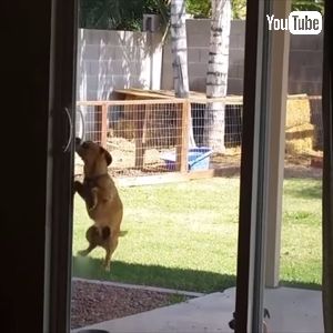 ドアを開けちゃうワンちゃん