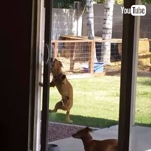 ドアを開けちゃうワンちゃん