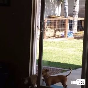 ドアを開けちゃうワンちゃん