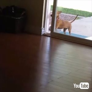 ドアを開けちゃうワンちゃん