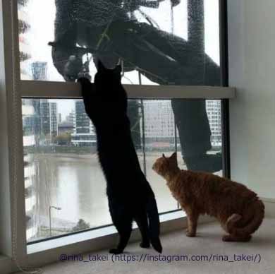 窓拭きおじさん 猫 ギネス ピムス 交流