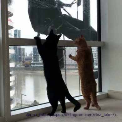 窓拭きおじさん 猫 ギネス ピムス 交流