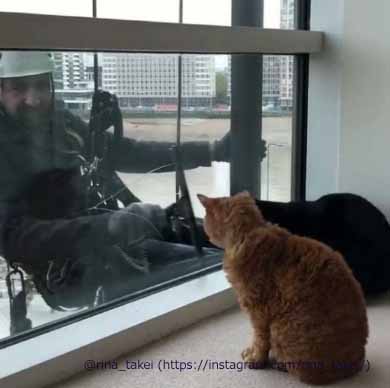 窓拭きおじさん 猫 ギネス ピムス 交流