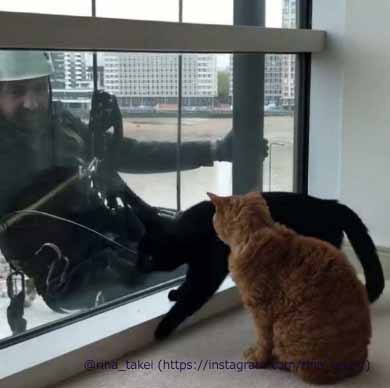 窓拭きおじさん 猫 ギネス ピムス 交流