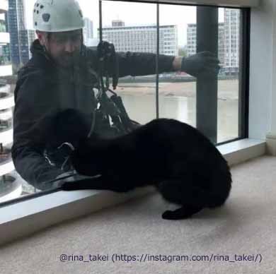窓拭きおじさん 猫 ギネス ピムス 交流