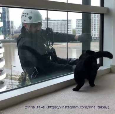 窓拭きおじさん 猫 ギネス ピムス 交流