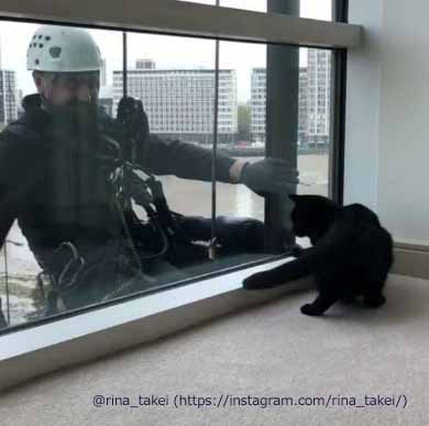 窓拭きおじさん 猫 ギネス ピムス 交流