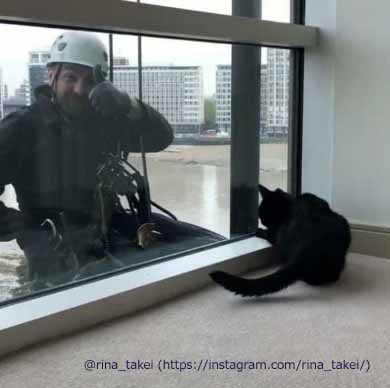 窓拭きおじさん 猫 ギネス ピムス 交流
