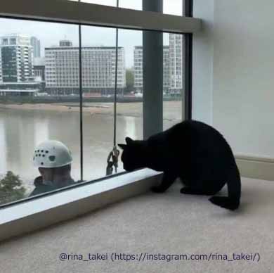窓拭きおじさん 猫 ギネス ピムス 交流