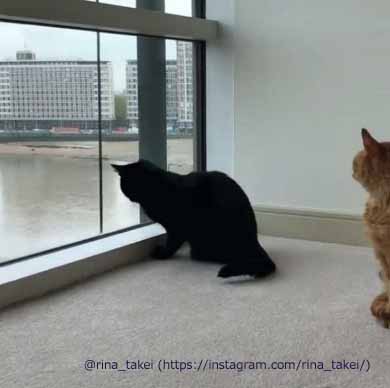 窓拭きおじさん 猫 ギネス ピムス 交流