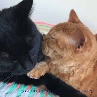 窓拭きおじさん 猫 ギネス ピムス 交流