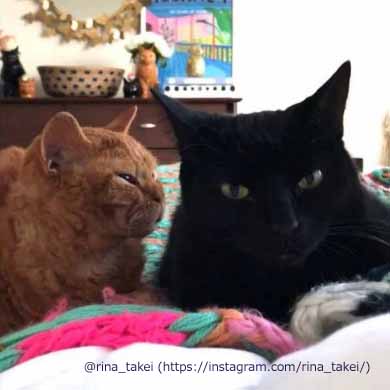 窓拭きおじさん 猫 ギネス ピムス 交流