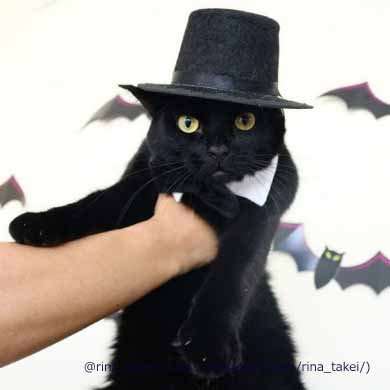 窓拭きおじさん 猫 ギネス ピムス 交流