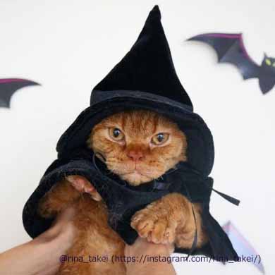 窓拭きおじさん 猫 ギネス ピムス 交流