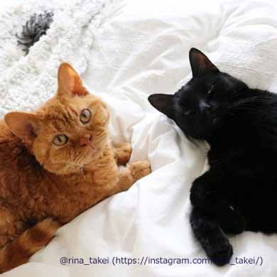 窓拭きおじさん 猫 ギネス ピムス 交流