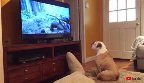 ディカプリオのことが大好きなわんちゃん　映画「レヴェナント」鑑賞中に凶暴クマと一触即発