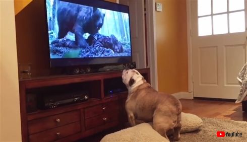 ディカプリオのことが大好きなわんちゃん　映画「レヴェナント」鑑賞中に凶暴クマと一触即発