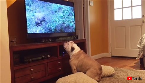 ディカプリオのことが大好きなわんちゃん　映画「レヴェナント」鑑賞中に凶暴クマと一触即発