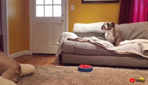 ディカプリオのことが大好きなわんちゃん　映画「レヴェナント」鑑賞中に凶暴クマと一触即発