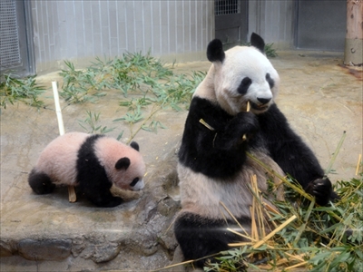 上野動物園シャンシャン