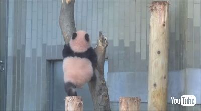 上野動物園シャンシャン