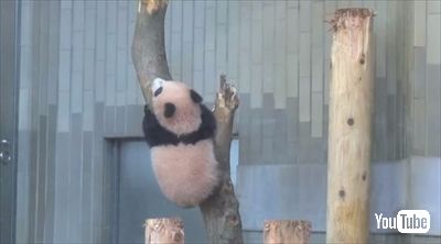 上野動物園シャンシャン