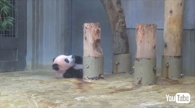 上野動物園シャンシャン