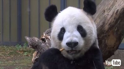 上野動物園シャンシャン
