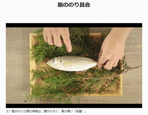 アジの見分け方