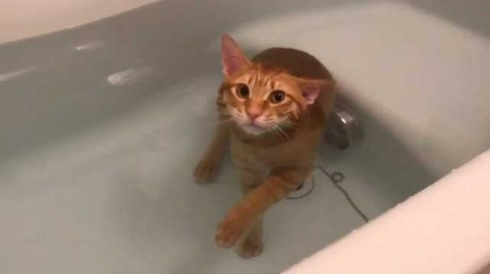 猫 お風呂 好き