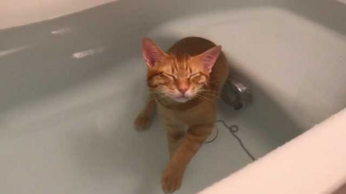 猫 お風呂 好き