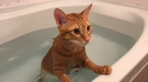 猫 お風呂 好き