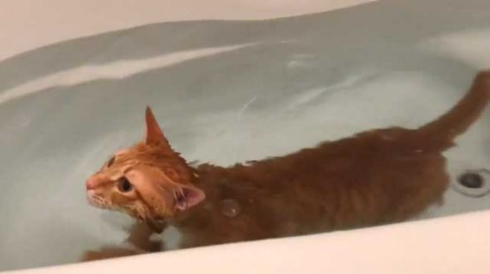 猫 お風呂 好き