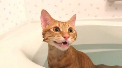 猫 お風呂 好き