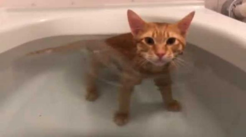 猫 お風呂 好き