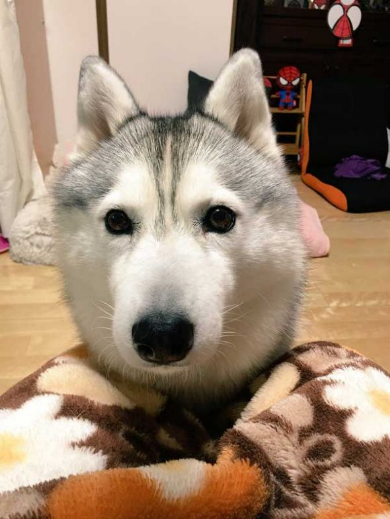 人形遊び テンション 表情 犬 シルビア