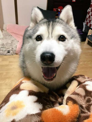 笑顔犬