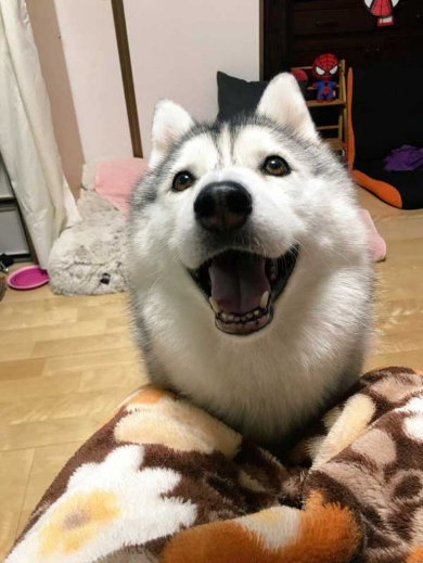 人形遊び テンション 表情 犬 シルビア