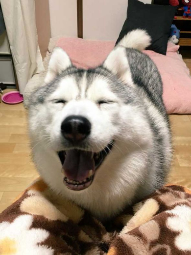 人形遊び テンション 表情 犬 シルビア