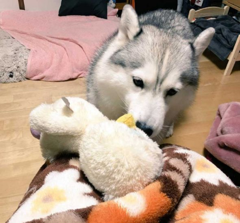 人形遊び テンション 表情 犬 シルビア