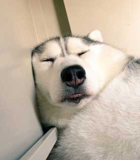 人形遊び テンション 表情 犬 シルビア