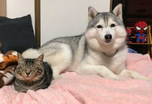 人形遊び テンション 表情 犬 シルビア