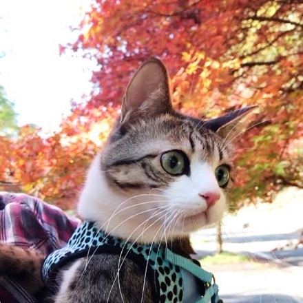 猫のすずめちゃん