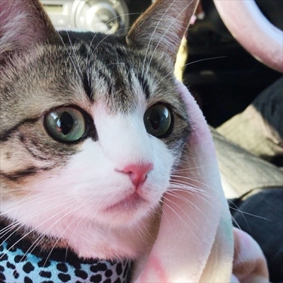 猫のすずめちゃん