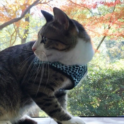 猫のすずめちゃん