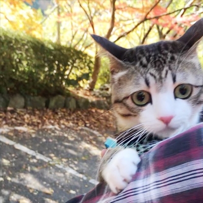 猫のすずめちゃん