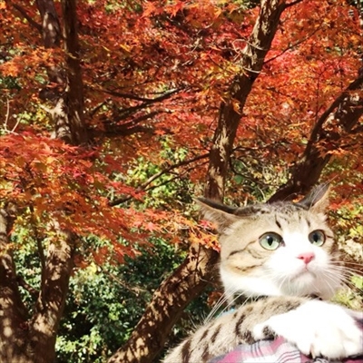 猫のすずめちゃん