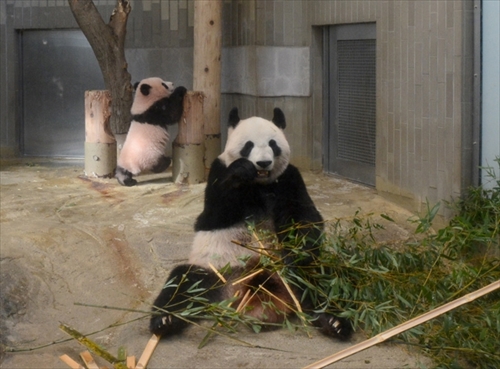 上野動物園ジャイアントパンダ